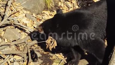 两只可爱的喜马拉雅<strong>黑熊</strong>在俄罗斯的Primorsky<strong>野生动物</strong>园散步